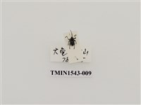 藏品(三錐象鼻蟲科)的圖片